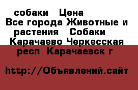 собаки › Цена ­ 2 500 - Все города Животные и растения » Собаки   . Карачаево-Черкесская респ.,Карачаевск г.